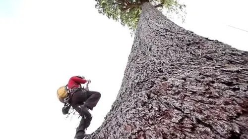 刷新了纪录！中国最高树木83.4米，有28层楼高！第二高在哪里？