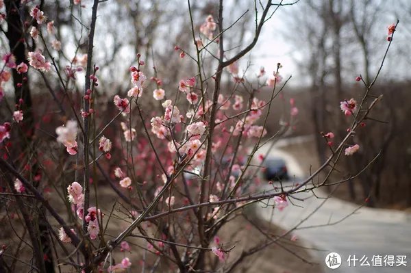 全球首款数码旁轴相机：EPSON 爱普生 R-D1s