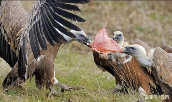秃鹫肉可以吃吗？