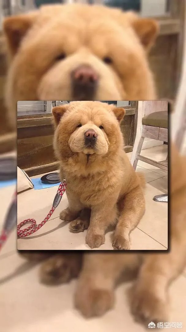 现存的狗狗有450多种，常见的有哪些呢？