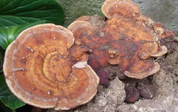 灵芝和灵芝菌丝体的区别