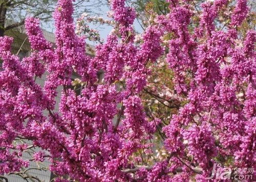 紫荆花图片欣赏