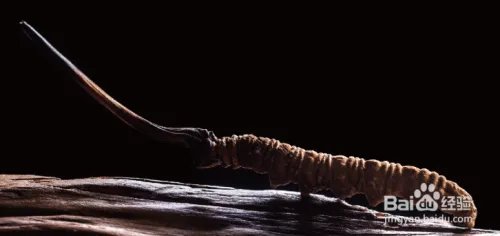 冬虫夏草价格表