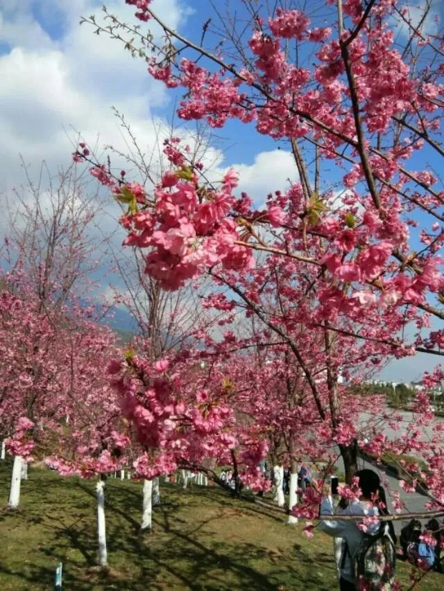 大理大学的樱花真的很多吗？好看吗？