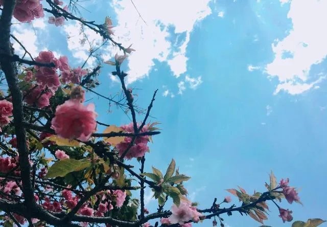 大理大学的樱花真的很多吗？好看吗？