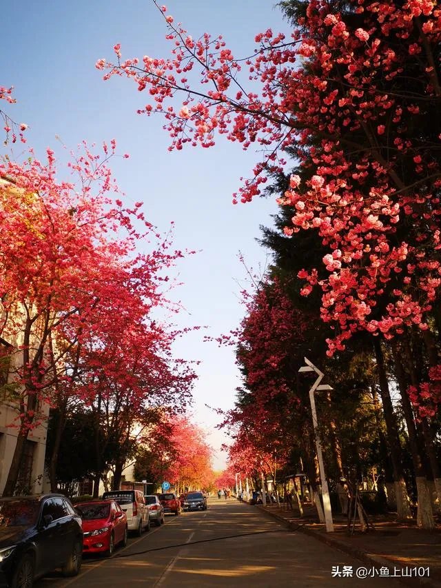 大理大学的樱花真的很多吗？好看吗？