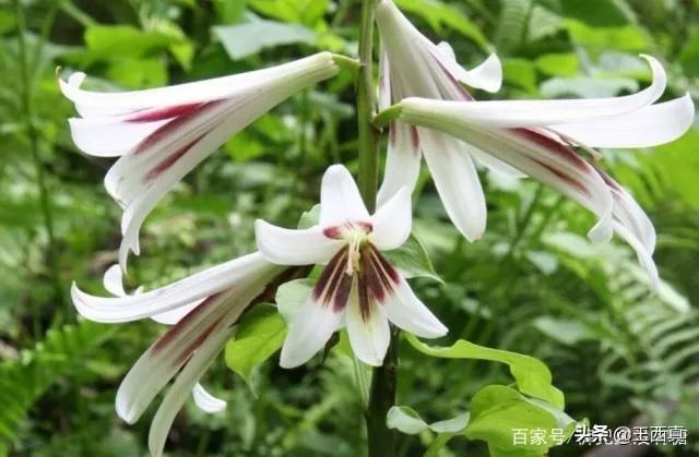 罗大佑野百合也有春天要表达的是什么意思？