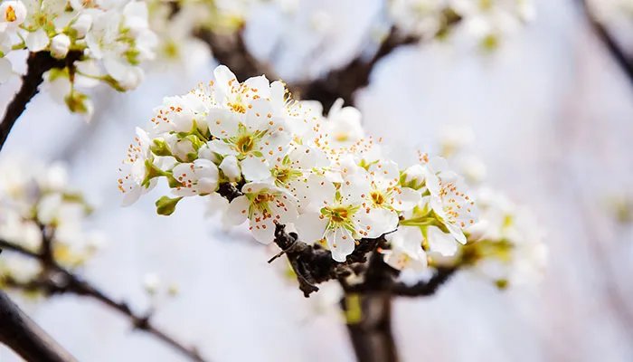 2021赵县梨花节什么时候