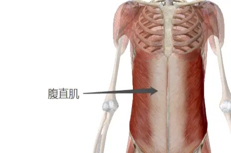 腹直肌的准确位置图