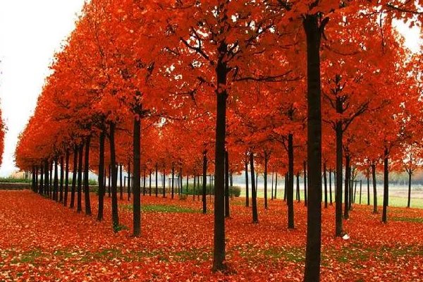 关于秋天的歌曲有哪些