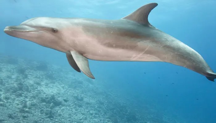 海猪能吃吗 海猪的学名叫什么