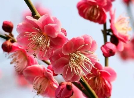 南京市花是什么？