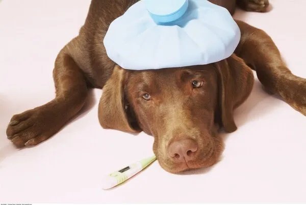 冰袋怎么重复使用