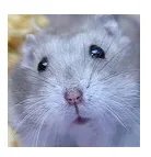 仓鼠品种简介和图片