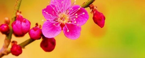 北国之春原唱是谁