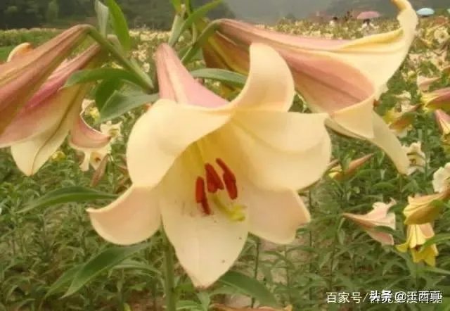 罗大佑野百合也有春天要表达的是什么意思？