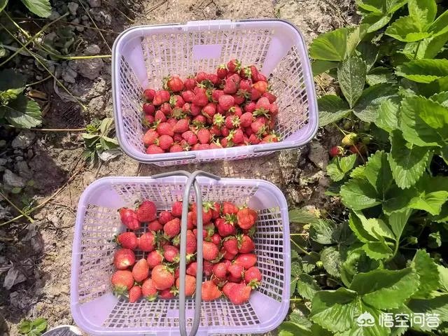 今年水果价格高，有的地方梨价格涨到十多元一斤，你那边水果价格高吗？