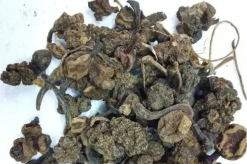 红冬蛇菰的功效与作用