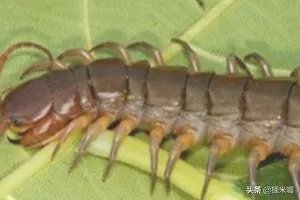 人工养殖蜈蚣的方法?