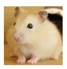 仓鼠品种简介和图片