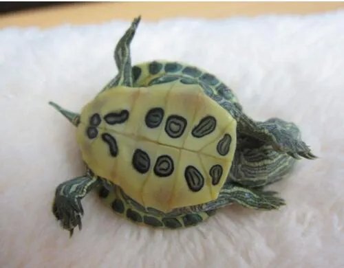 巴西龟寿命,活不过35岁(附延长巴西龟寿命办法)