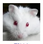 仓鼠品种简介和图片