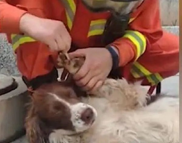 泉州酒店搜救犬贝贝四肢感染这件事情是真的吗？