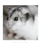 仓鼠品种简介和图片