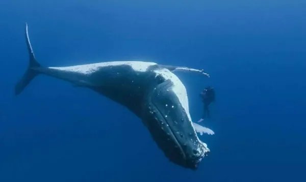 鲸鱼是哺乳动物吗?