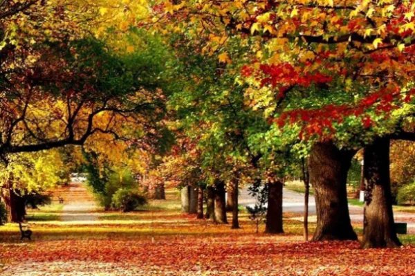 种一亿颗树就可以拯救地球，为什么没有一个国家愿意付出行动？