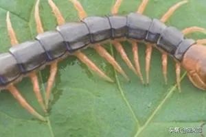 人工养殖蜈蚣的方法?
