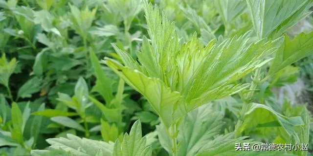 野生艾叶图片