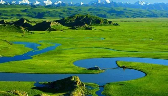 为什么湿地被称为“地球之肾？