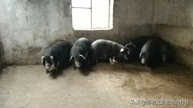 河北高中排名是怎样？霸州一中排第几？