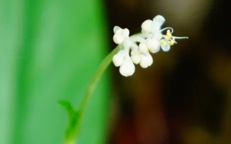 杜若长什么样子?都有哪些形态特征呢?