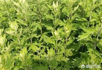 野生艾叶图片