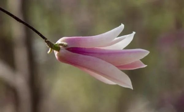 elegant和 graceful的区别