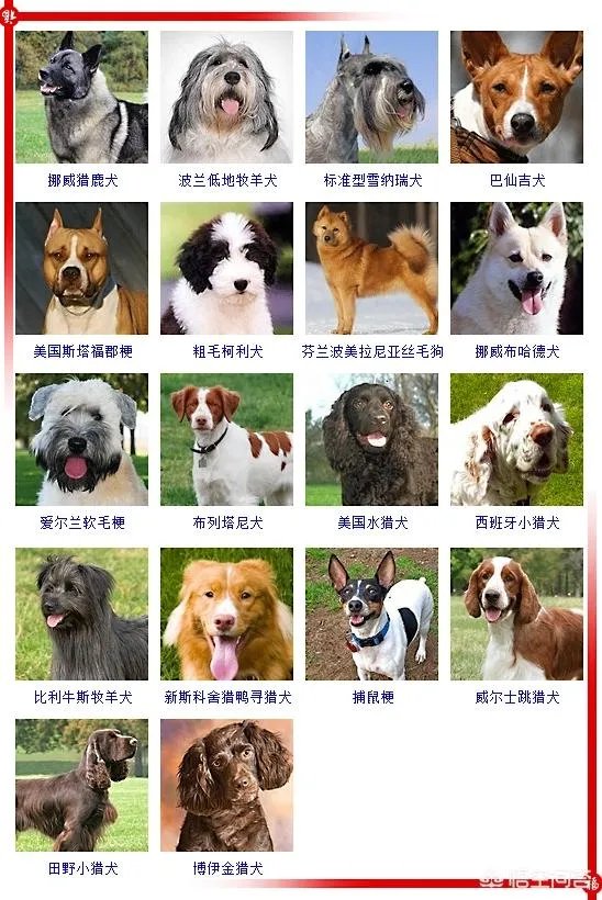 现存的狗狗有450多种，常见的有哪些呢？