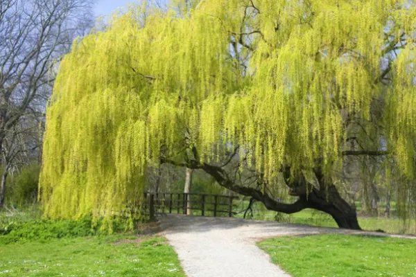 种一亿颗树就可以拯救地球，为什么没有一个国家愿意付出行动？