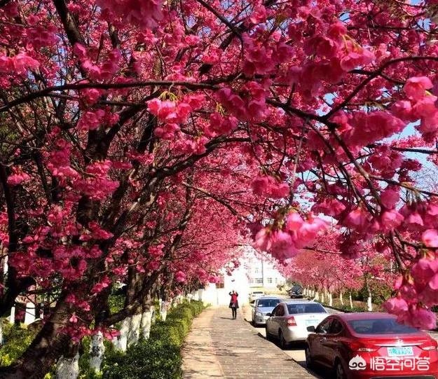 大理大学的樱花真的很多吗？好看吗？