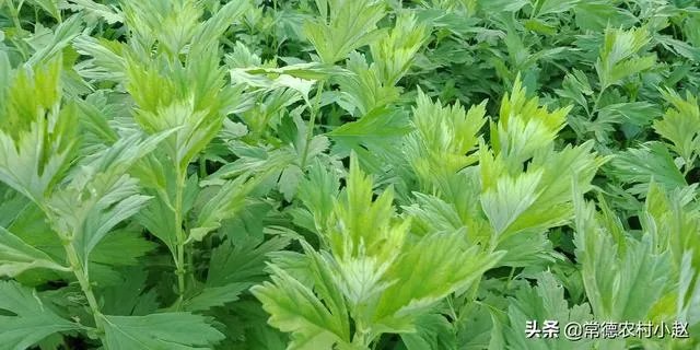 野生艾叶图片