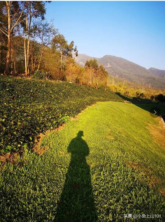 大理大学的樱花真的很多吗？好看吗？