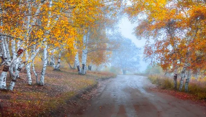 天然橡胶的用途  天然橡胶的用途有什么