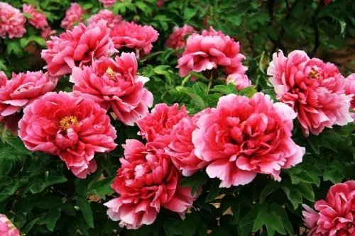 河南洛阳有哪些特产_河南洛阳十大特产推荐