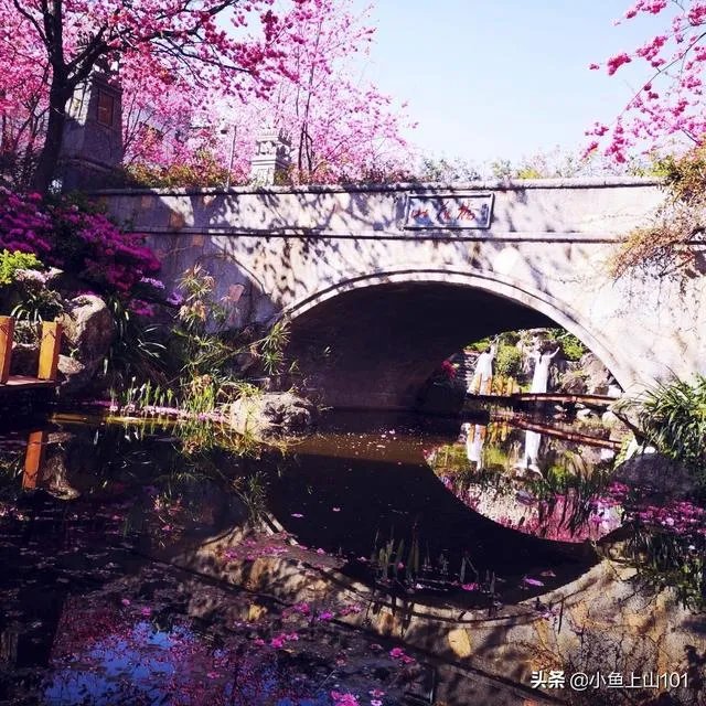 大理大学的樱花真的很多吗？好看吗？