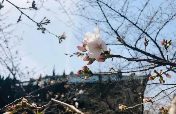 如何通过代码敲出樱花开放？