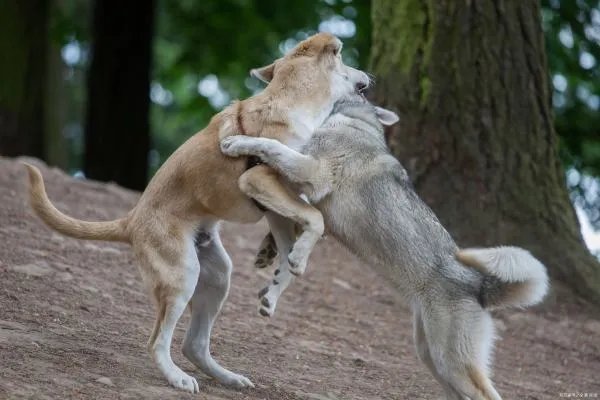 狗狗摇尾巴代表什么意思？