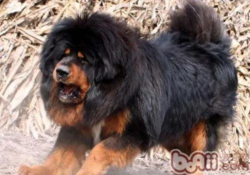 藏獒和狼谁厉害