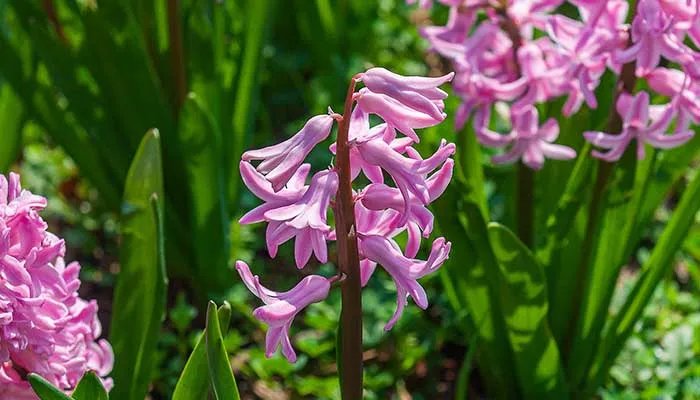 风信子的花语 风信子的花语是什么