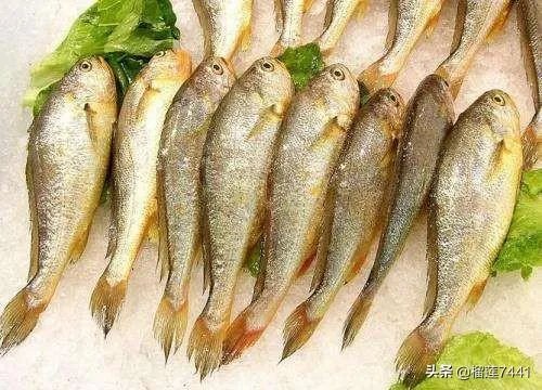 上海人为什么喜欢吃黄鱼面？